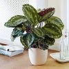 Calathea Medallion -Garden-Plants Calathea Medalion BB 600x600 15c0bdf3 7455 4e83 acc7 fef57f413e1b