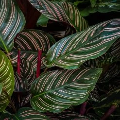 Calathea Ornata -Garden-Plants Calathea Ornata 2