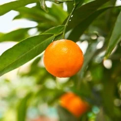 California Honey Mandarin Tree 9 California Honey Mandarin Tree -Garden-Plants California Mandarin 3