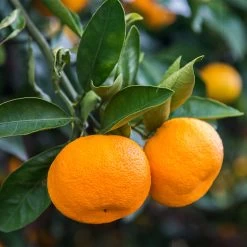 Calamondin Tree -Garden-Plants Calomondin 4 BB 86a33d74 f6d8 4d96 be1b 5a213babf3c2