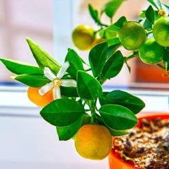 Calamondin Tree -Garden-Plants Calomondin 5