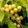 Carlos Muscadine Grape -Garden-Plants Carlos Muscadine FGT 600x600 d0f3fb58 24bb 45cc b053 b6141d03812a