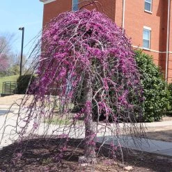 Cascading Hearts Redbud Tree -Garden-Plants CascadingHEarts Redbud 4