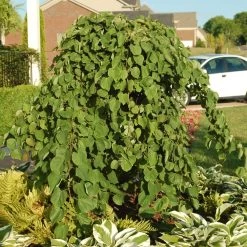 Cascading Hearts Redbud Tree -Garden-Plants Cascading Hearts Redbud 2