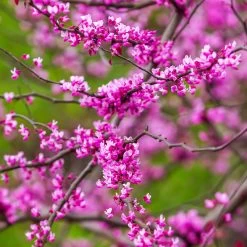 Cascading Hearts Redbud Tree -Garden-Plants Cascading Hearts Redbud 3