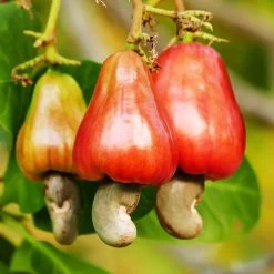 Cashew Tree -Garden-Plants Cashew Nut Tree 7