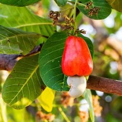 Cashew Tree