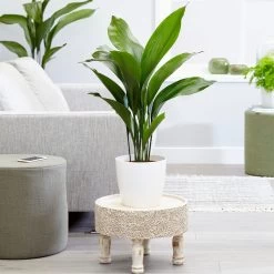 Cast Iron Plant -Garden-Plants Cast Iron Plant 6 FGT