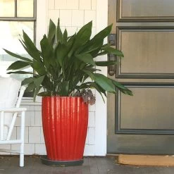 Cast Iron Plant -Garden-Plants Cast Iron Plant 9