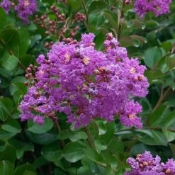 Catawba Crape Myrtle Tree -Garden-Plants Catawba Crape Myrtle 1 FGT