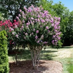 Catawba Crape Myrtle Tree -Garden-Plants Catawba Crape Myrtle 4 FGT