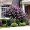Catawba Crape Myrtle Tree -Garden-Plants Catawba Crape Myrtle FGT 600x600 66b50869 8d4b 4805 a639 1cb85f8da0d9