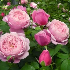 Front Page -Garden-Plants Cathedral Bells Rose Tree 1