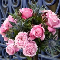 Cathedral Bells Rose -Garden-Plants Cathedral Bells Rose Tree 2