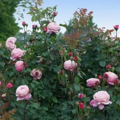 Cathedral Bells Rose -Garden-Plants Cathedral Bells Rose Tree 3
