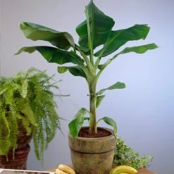Smoothie Kit -Garden-Plants Cavendish Banana 4 d5d43398 d2c2 4a90 8865 0f7abee58540
