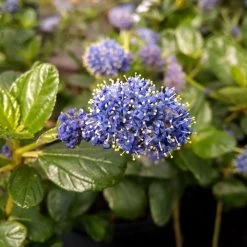 Yankee Point California Lilac 8 Yankee Point California Lilac -Garden-Plants Ceanothus Yankee Point 1