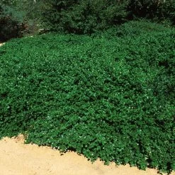 Yankee Point California Lilac 9 Yankee Point California Lilac -Garden-Plants Ceanothus Yankee Point 5