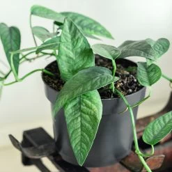 Cebu Blue Pothos -Garden-Plants Cebu Blue Pothos 1