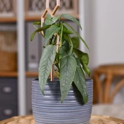 Cebu Blue Pothos -Garden-Plants Cebu Blue Pothos 3