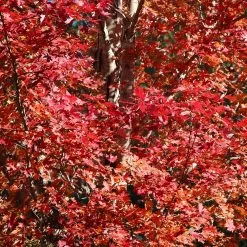 Celebration Maple Tree 9 Celebration Maple Tree -Garden-Plants Celebration Maple 2 FGT