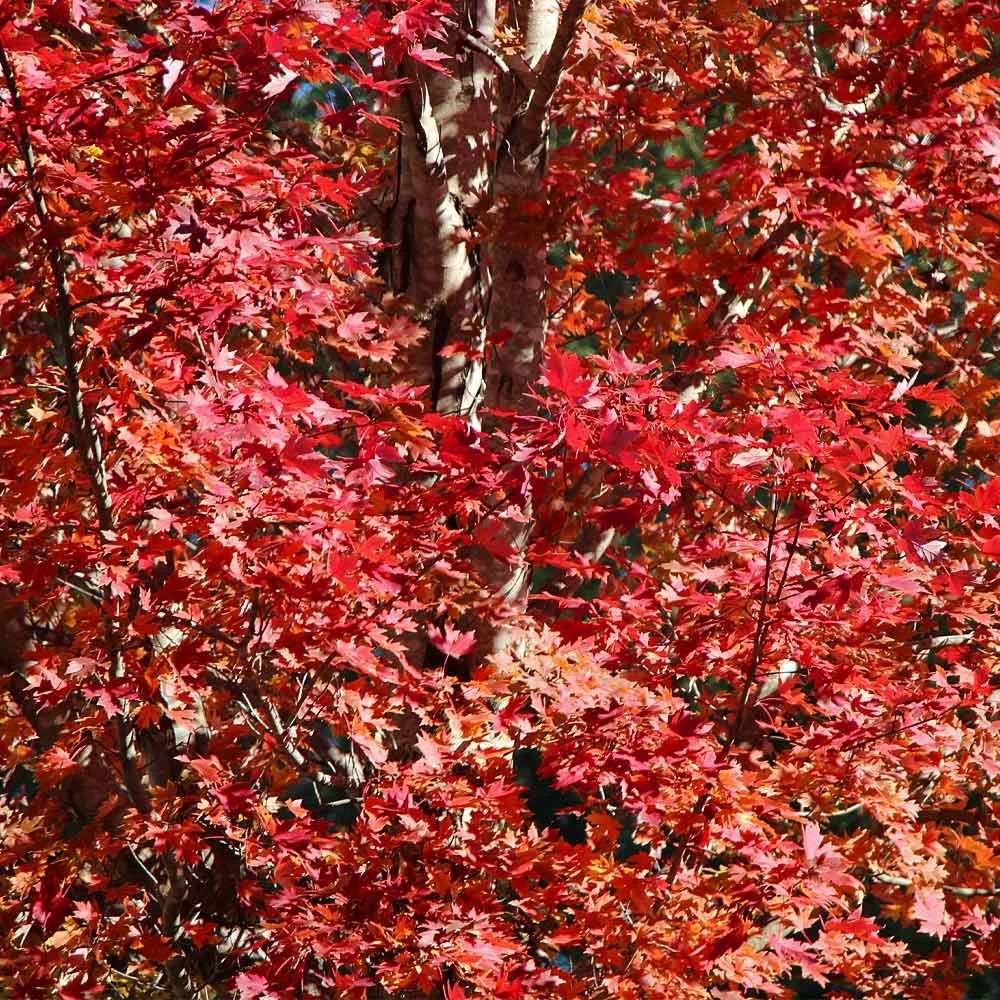 Celebration Maple Tree 5 Celebration Maple Tree - Image 3