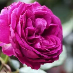 Celestial Night™ Rose Tree -Garden-Plants Celestial Night Rose Tree 2