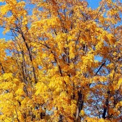 Chandler Walnut Tree 10 Chandler Walnut Tree -Garden-Plants Chandler Walnut 1