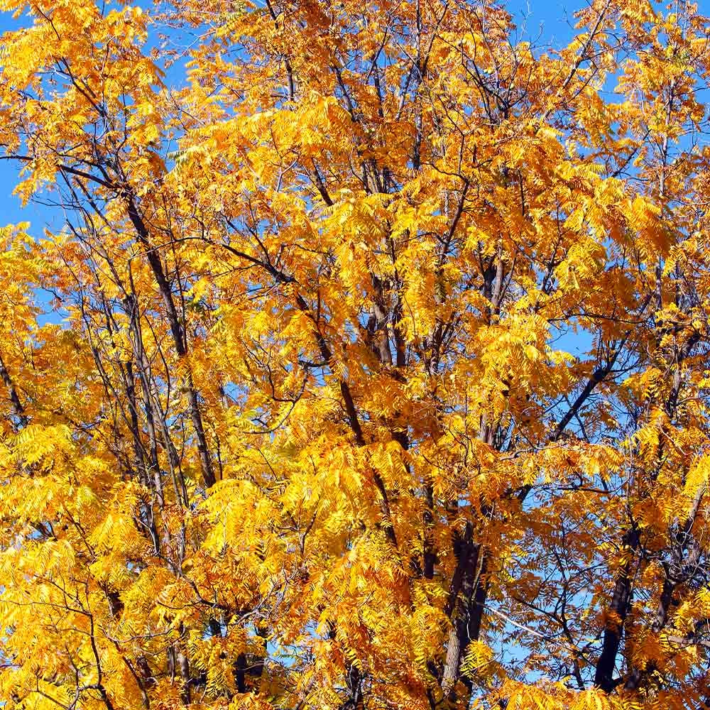 Chandler Walnut Tree 5 Chandler Walnut Tree - Image 3
