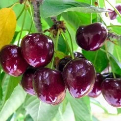 Chelan Cherry Tree -Garden-Plants Chelan Cherry 1