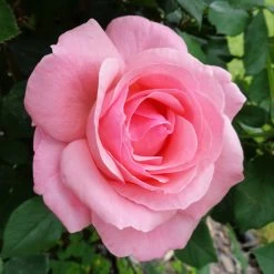 Cherish Rose Tree -Garden-Plants Cherish Rose Tree 4
