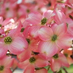 Cherokee Brave Dogwood 8 Cherokee Brave Dogwood -Garden-Plants Cherokee Brave Dogwood 3 FGT