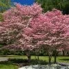 Cherokee Brave Dogwood -Garden-Plants Cherokee Brave FGT 600x600 525a5b63 796d 4ef4 bca9 ef17be803532