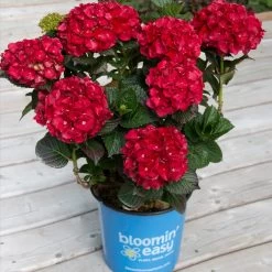 Cherry-Go-Round™ Hydrangea -Garden-Plants Cherry Go Round Hydrangea 1