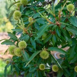 Chinese Chestnut Tree -Garden-Plants Chinese Chestnut 2 FGT