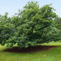 Chinese Chestnut Tree -Garden-Plants Chinese Chestnut 9