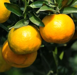 Chinotto Sour Orange Tree 7 Chinotto Sour Orange Tree -Garden-Plants Chinotto Sour Orange Tree 450 D1