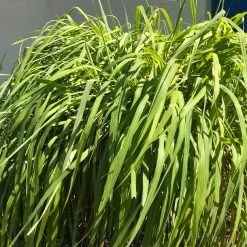 Citronella Grass (Cymbopogon Nardus) -Garden-Plants Citronella GRass 4 FGT