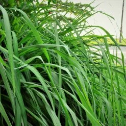 Citronella Grass (Cymbopogon Nardus) -Garden-Plants Citronella GRass 5