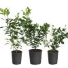 All-in-One Citrus Starter Kit 1 All-in-One Citrus Starter Kit -Garden-Plants Citrus Starter Kit 600x600 a6e6d96f f850 4a73 8e36 e00fab4f6ef1