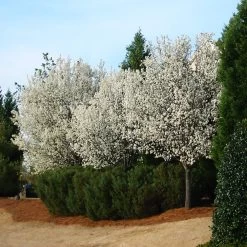 Cleveland Pear Tree -Garden-Plants Cleveland Pear 2 FGT