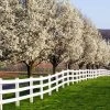 Cleveland Pear Tree -Garden-Plants Cleveland Pear 600x600 FGT