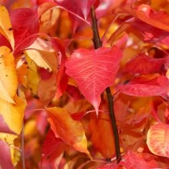 Cleveland Pear Tree -Garden-Plants Cleveland Pear 9 FGT