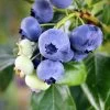 Climax Blueberry - USDA Organic -Garden-Plants Climax Blueberry 600x600 61e14c7f 535b 4e21 94de 3e06b5d914ce