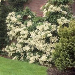 Climbing Hydrangea -Garden-Plants Climbing Hydrangea 1 FGT