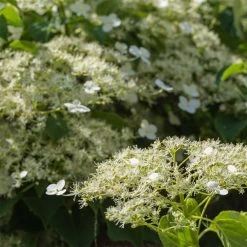 Climbing Hydrangea -Garden-Plants Climbing Hydrangea 2