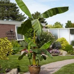 Cold Hardy Banana Tree -Garden-Plants Cold Hardy Banana Tree 1