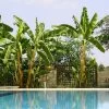 Cold Hardy Banana Tree -Garden-Plants Cold Hardy Banana Tree FGT 600x600 2d27ad16 d574 4d6a 8669 7a29af9ca83c