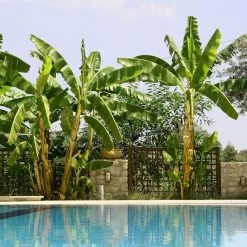 Cold Hardy Banana Tree