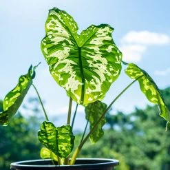 Colocasia 'Hilo Beauty' -Garden-Plants Colocasia Hilo beauty 1